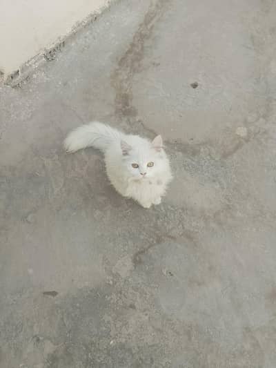 far sale cat