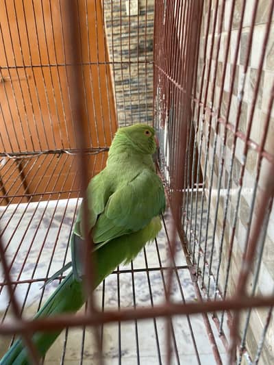 Ring neck Female