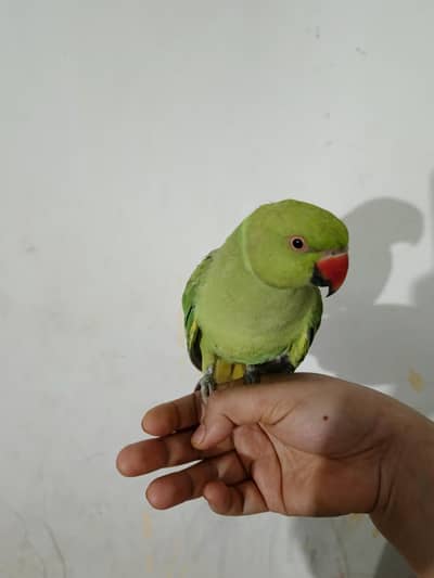 male talking parrot