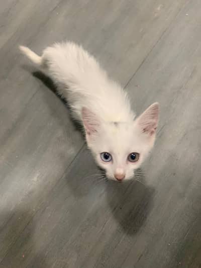 white cute persion cat