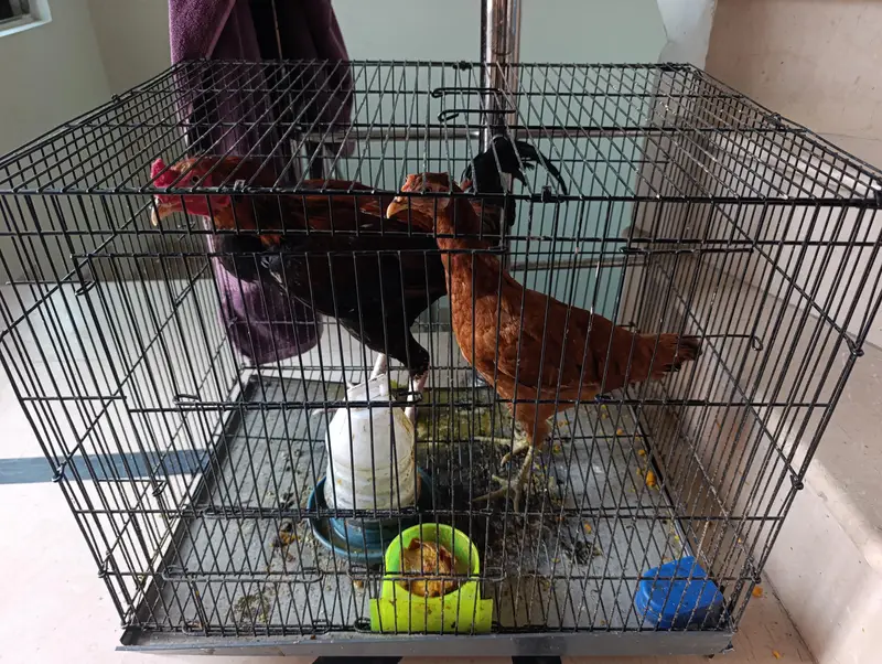 PURE ASEEL MALE AND DESI FEMALE and cage combine demand