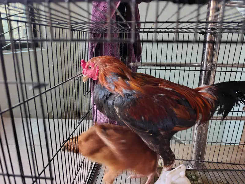 PURE ASEEL MALE AND DESI FEMALE and cage combine demand — photo 2