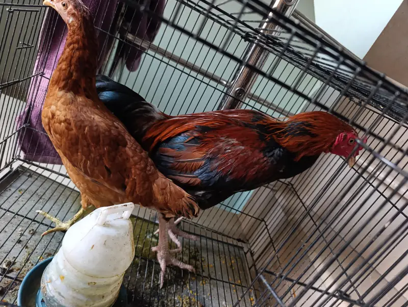 PURE ASEEL MALE AND DESI FEMALE and cage combine demand — photo 3