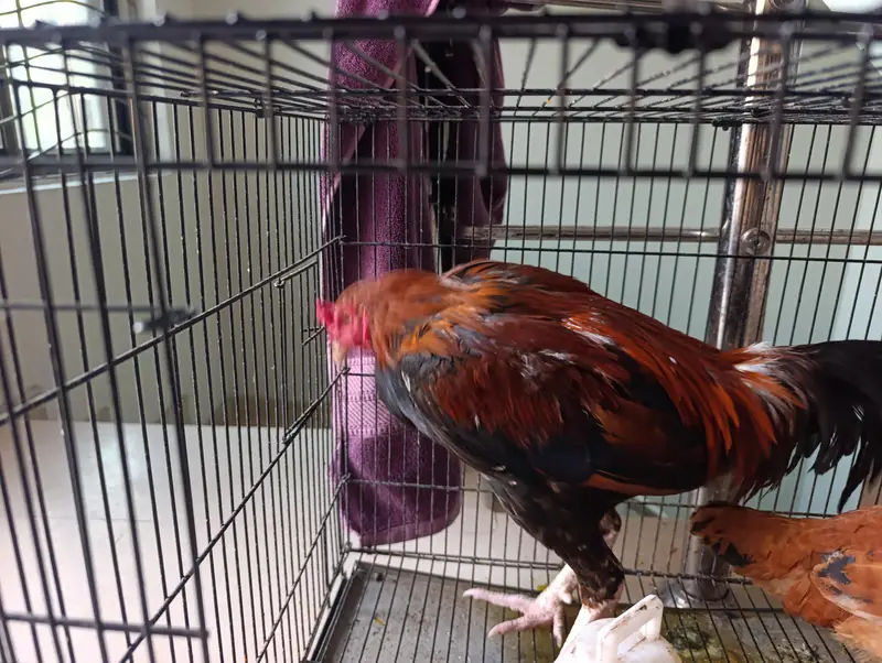 PURE ASEEL MALE AND DESI FEMALE and cage combine demand — photo 4