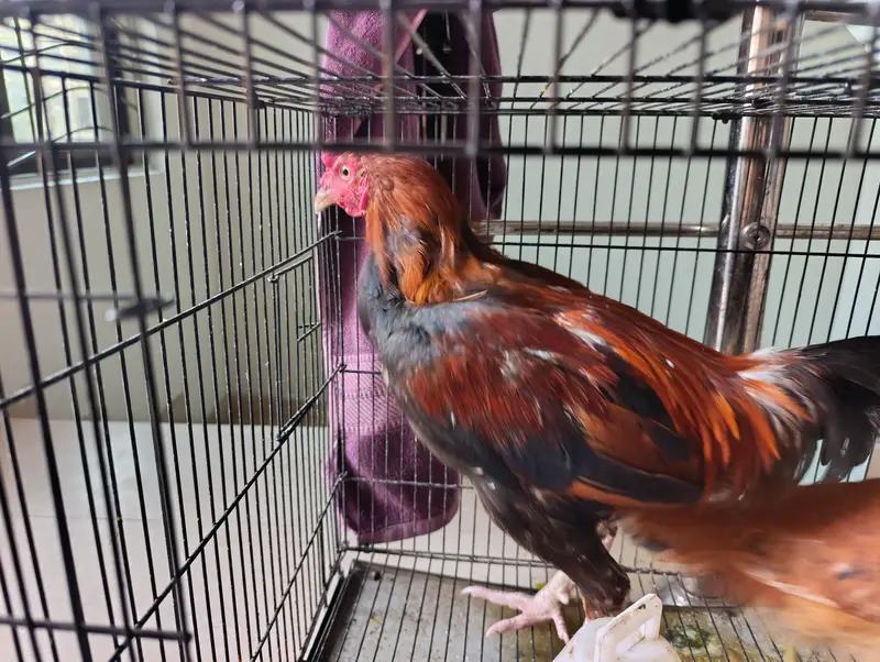 PURE ASEEL MALE AND DESI FEMALE and cage combine demand — photo 5