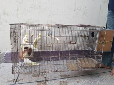 cocktail ka bcha available