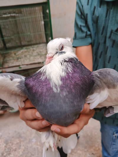 Fancy pigeon for sale