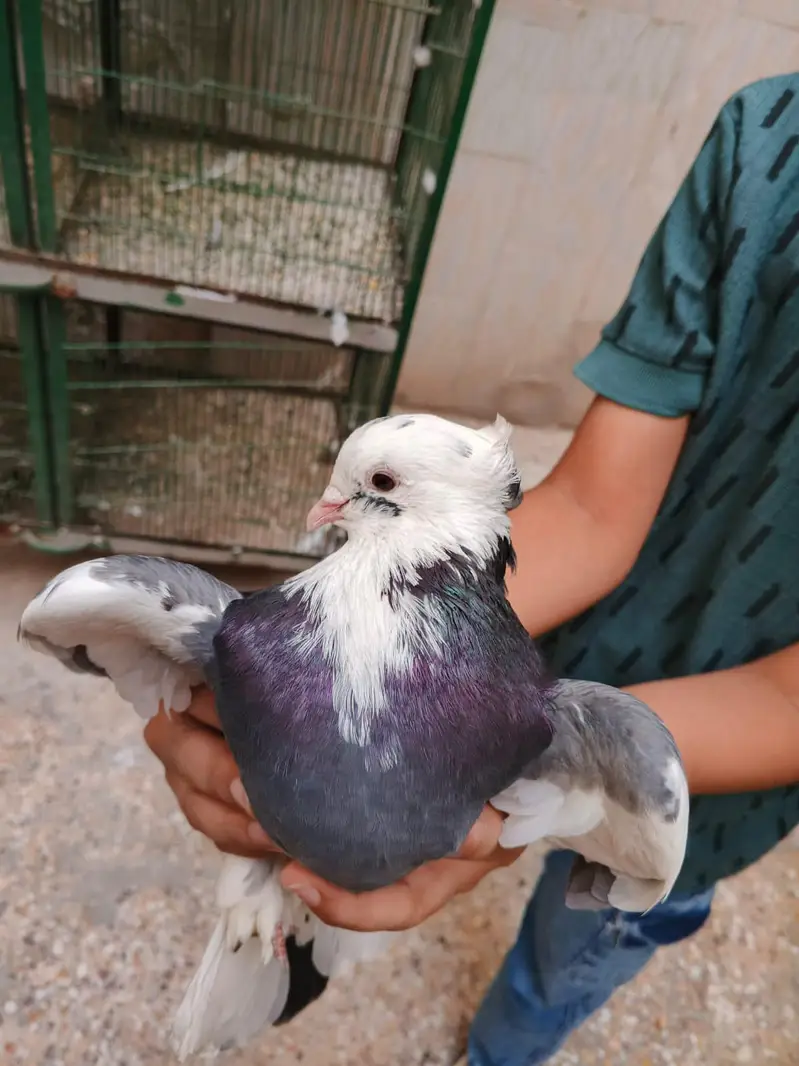 Fancy pigeon for sale — photo 2