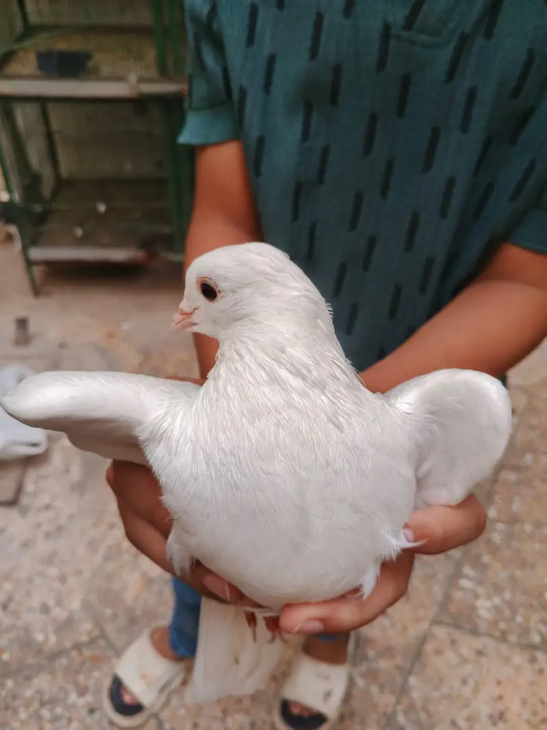 Fancy pigeon for sale — photo 3