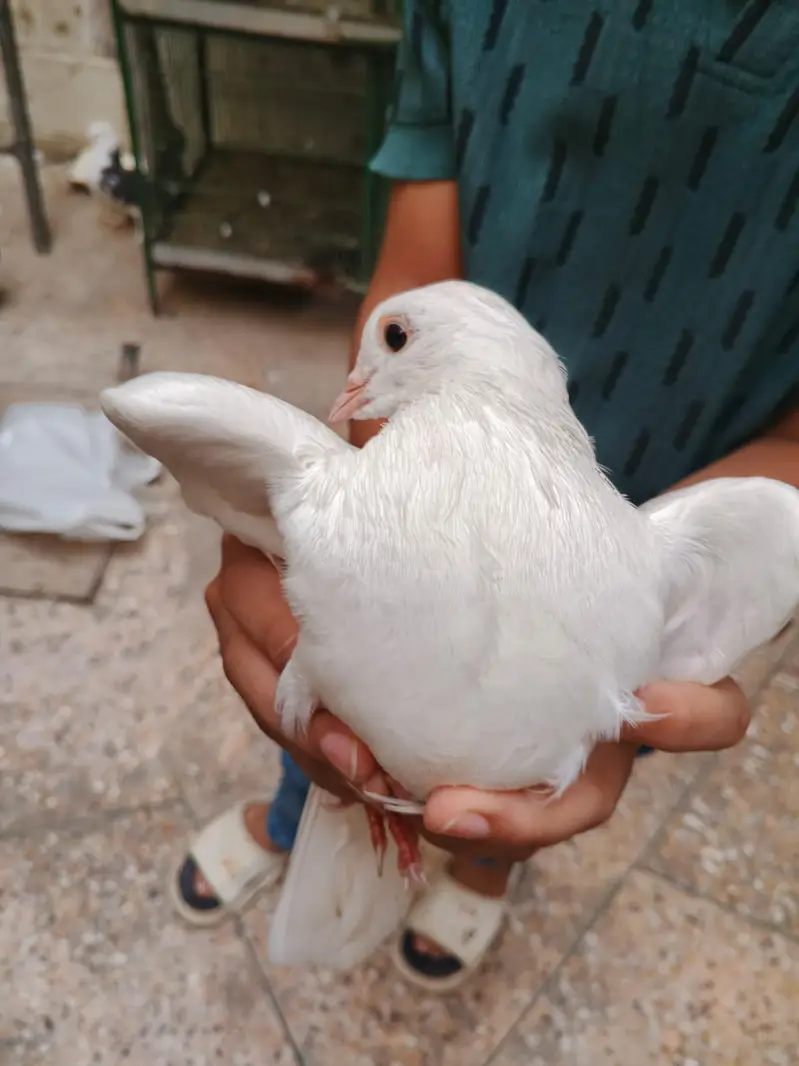 Fancy pigeon for sale — photo 4