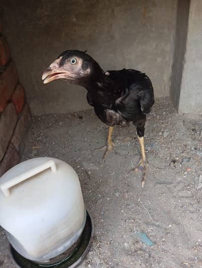 Thai cross hen with one chick