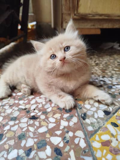 Beautiful Persian Kittens for sale 4 kittens