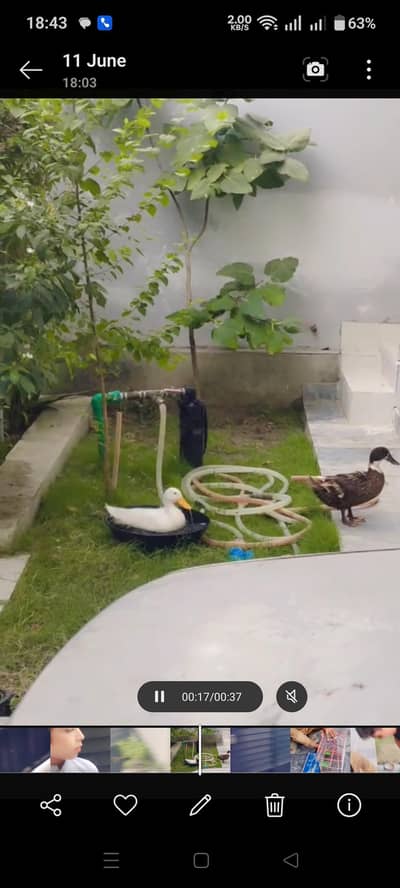 2 duck 1 male and a1 female