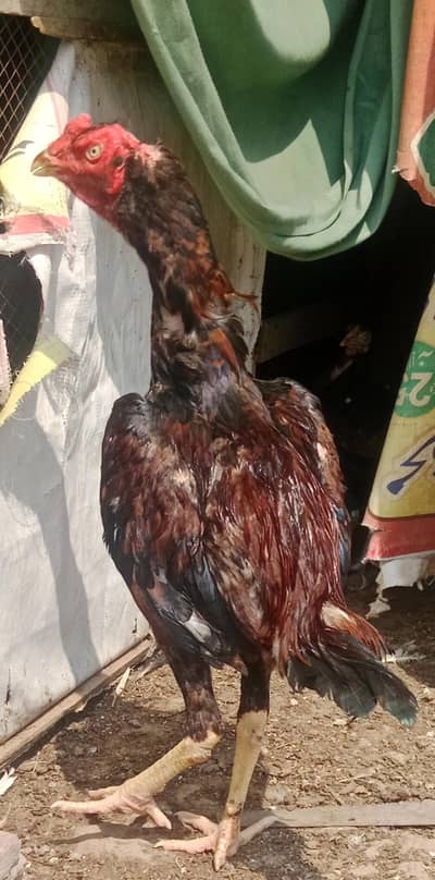 rampori. x. amroha chaska Bazo sy mazrat