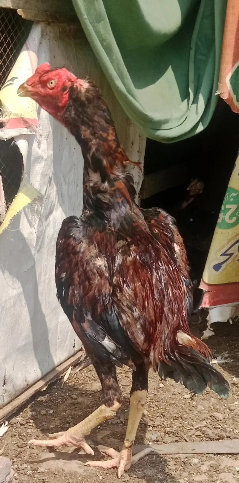 rampori. x. amroha chaska Bazo sy mazrat