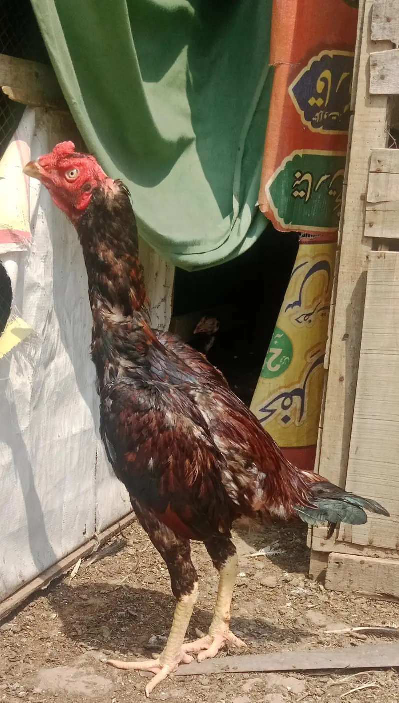 rampori. x. amroha chaska Bazo sy mazrat — photo 3