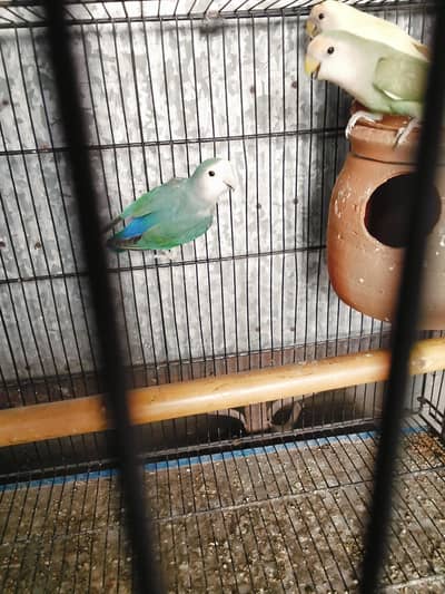 Beautiful rozi coli cobalt female blue colour
