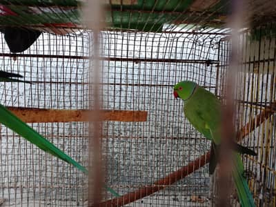 green parrot