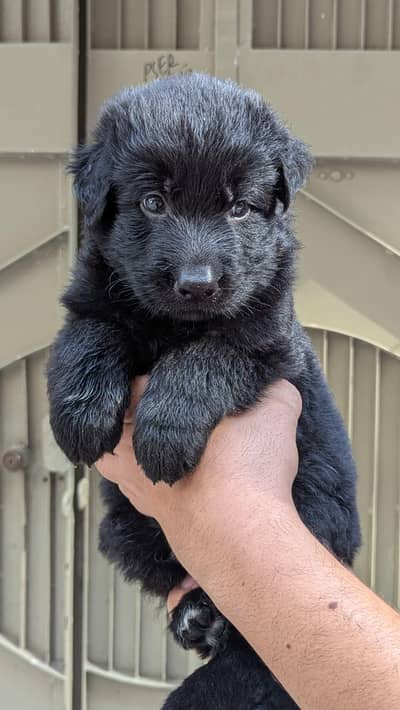 Black German Shepherd pair puppies