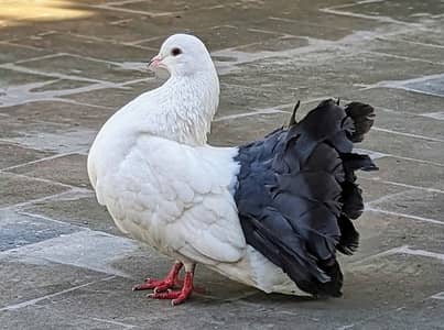 Black Tail English Fantail Breeder Pair / Indian Fantail