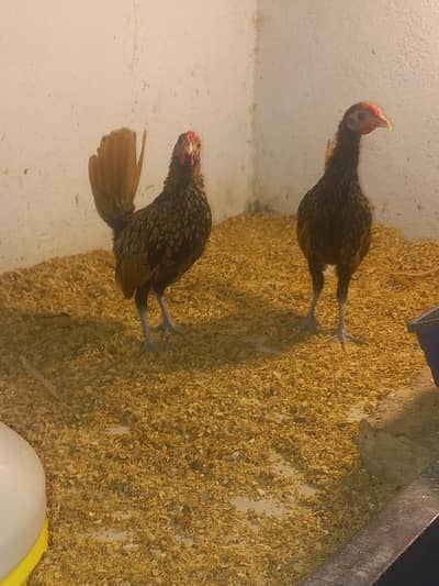 Golden Sebright Male for Sale