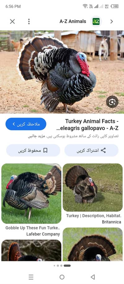 Turkish hen's