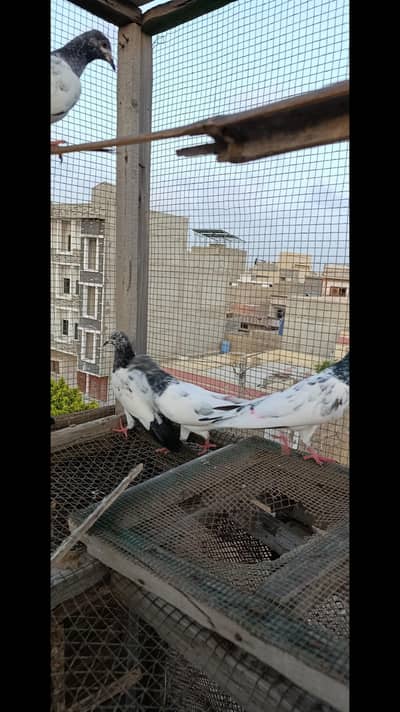 high flyer piegon for sell