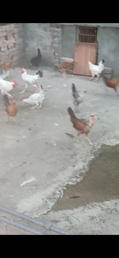 golden misri healty and active birds for sale