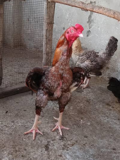 Aseel birds