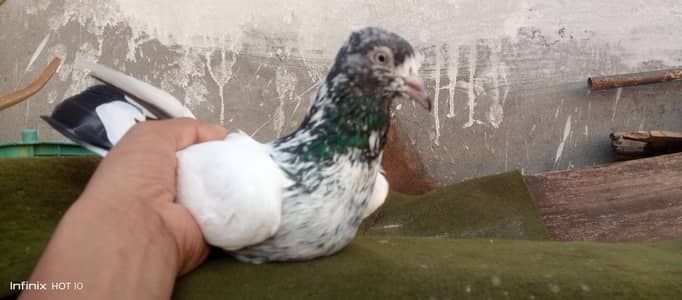 aseel pigeons hai
