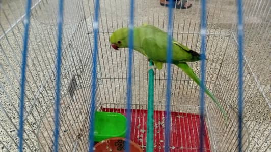 Green Ringneck Parrot Female