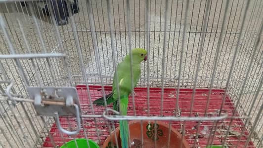 Green Ringneck Parrot Female