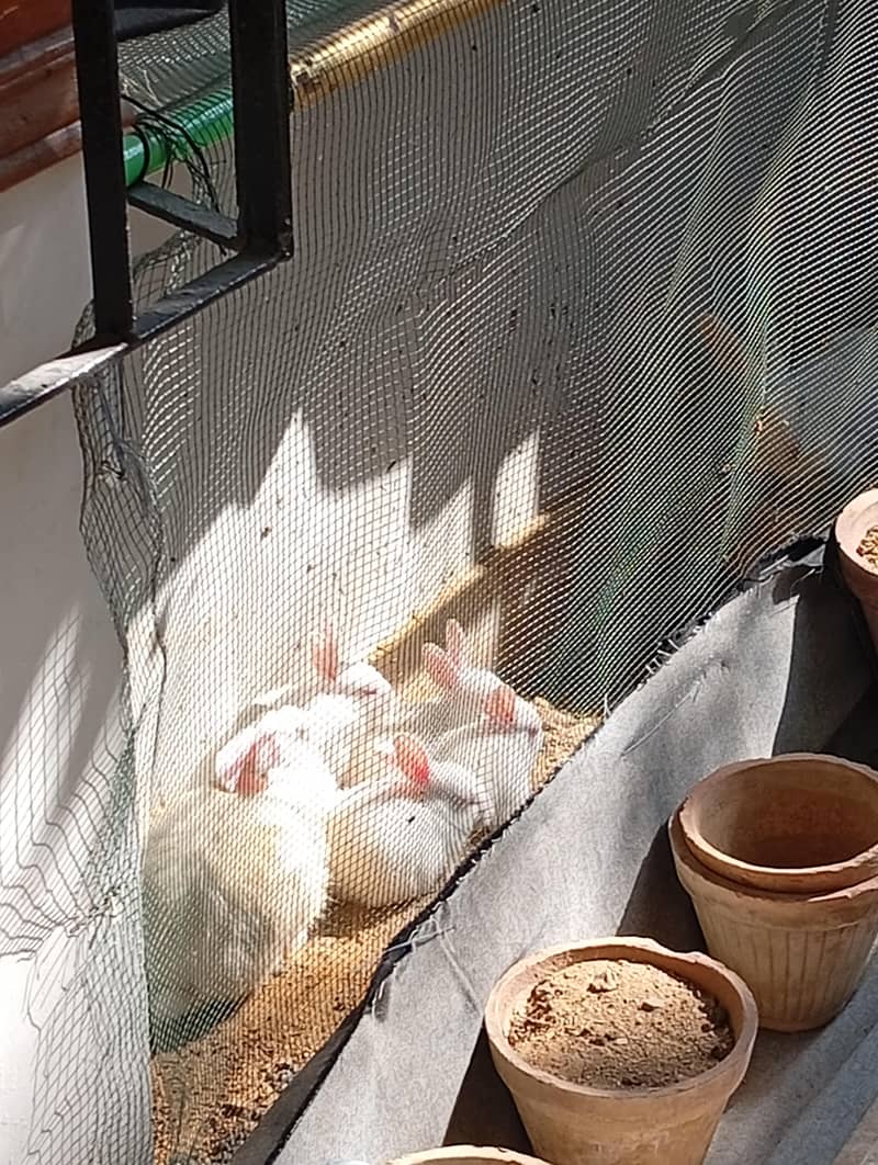 RABBIT 1