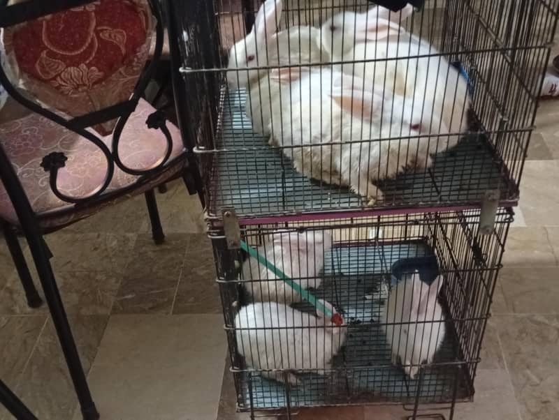 RABBIT 2