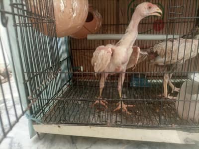 2 male hen desi plus aseel