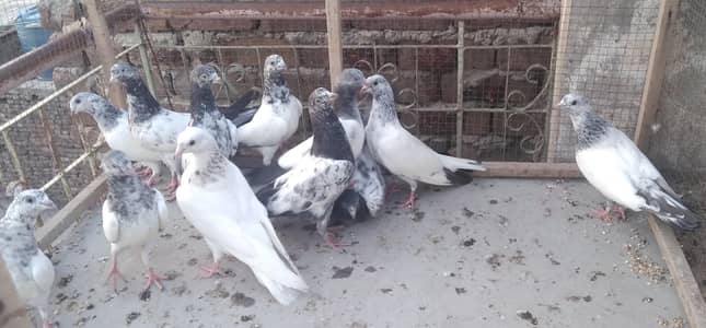 high flying bachyr for sale