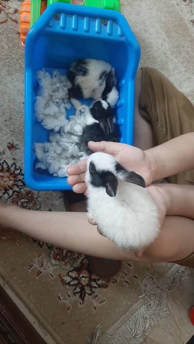 bunnies