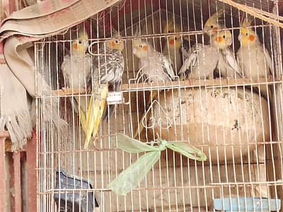 cockatiel