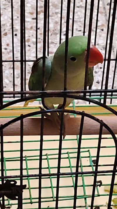 urgent sale pinjre ke sath RS20000