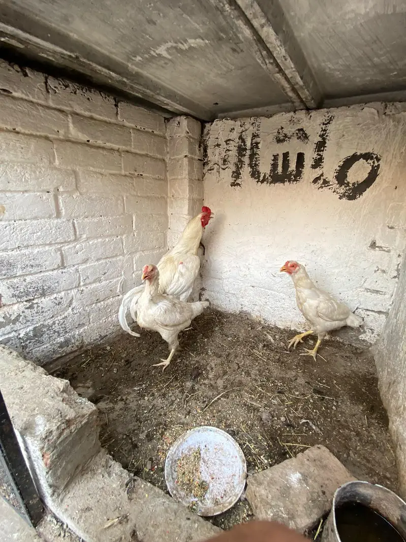 white Hira for sale — photo 2