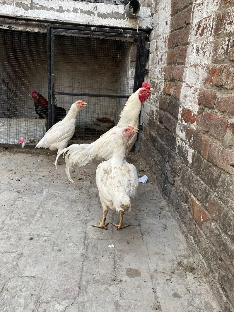 white Hira for sale — photo 3