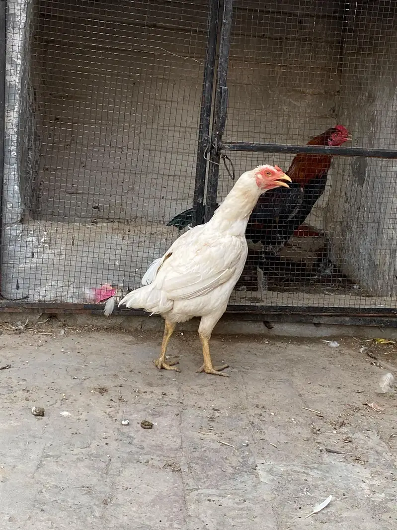 white Hira for sale — photo 4