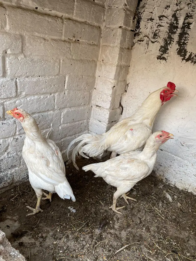 white Hira for sale — photo 8