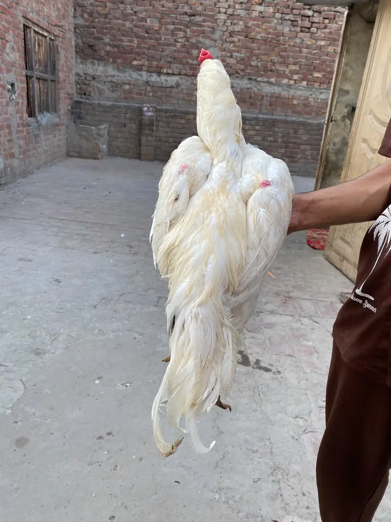 white Hira for sale — photo 9