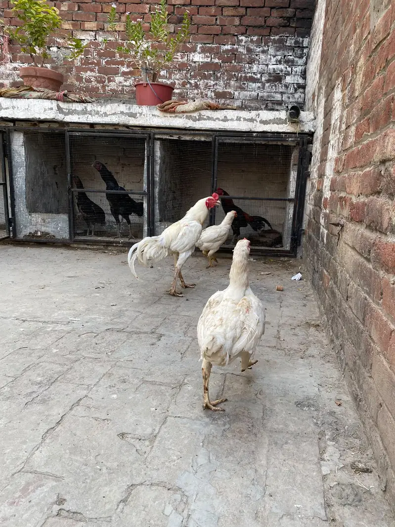 white Hira for sale — photo 10