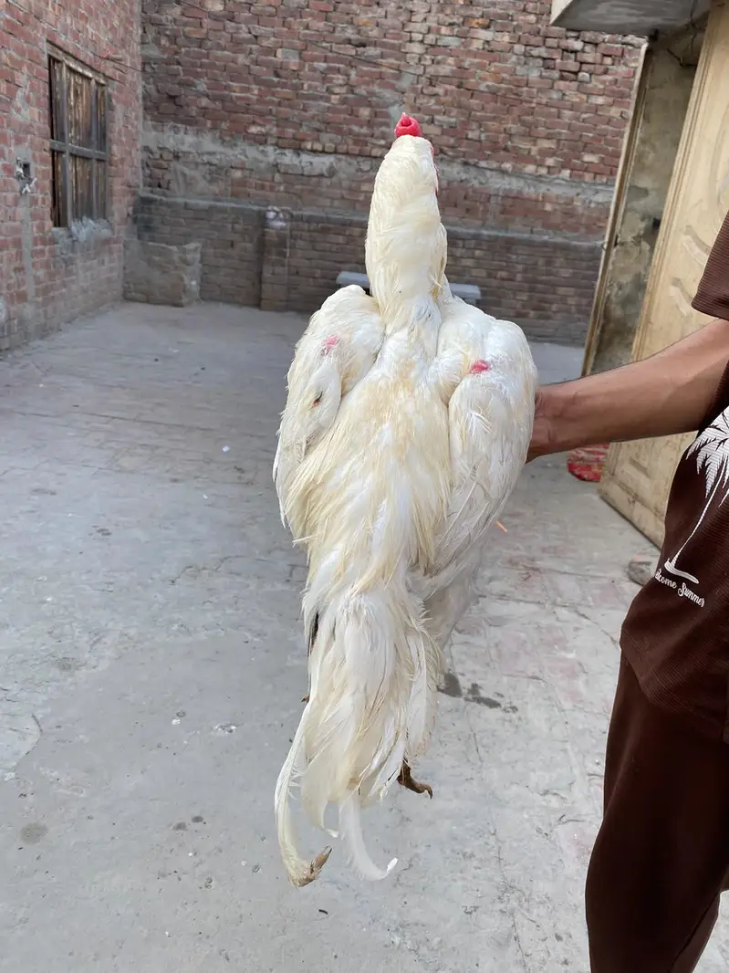 white Hira for sale — photo 11