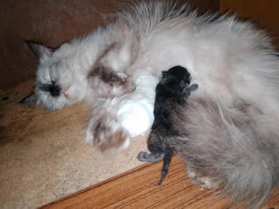persian female cat and 2 kittens for sale