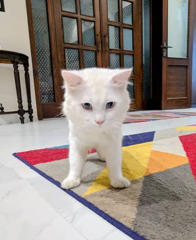 Male Persian Cat for Sale