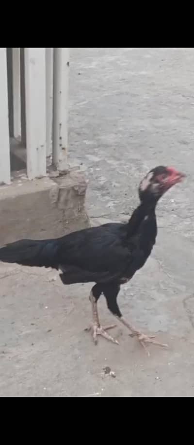 mushki aseel madiyan