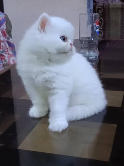 pure punch face triple coat beautiful kittens